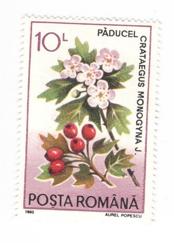 Crataegus Monogyna