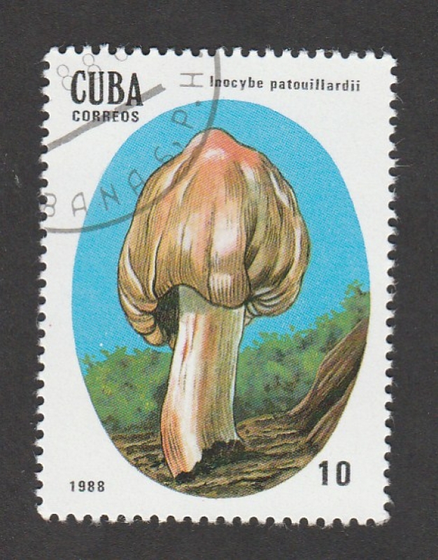 Inocybe patouillardii