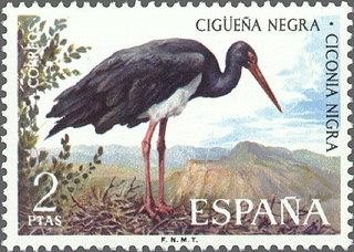 2135 - Fauna hispánica - Cigüeña negra