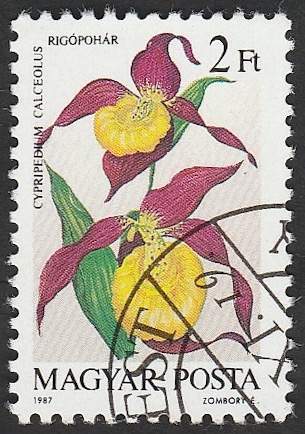 3130 - Orquídea