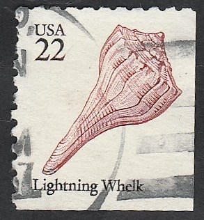 1583 - Caracola lightning whelk