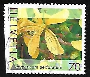 Hypericum perforatum