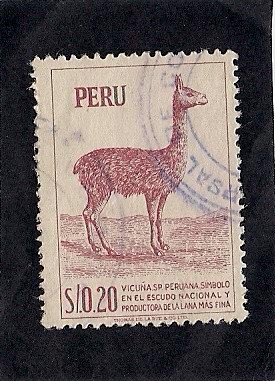 Vicuña