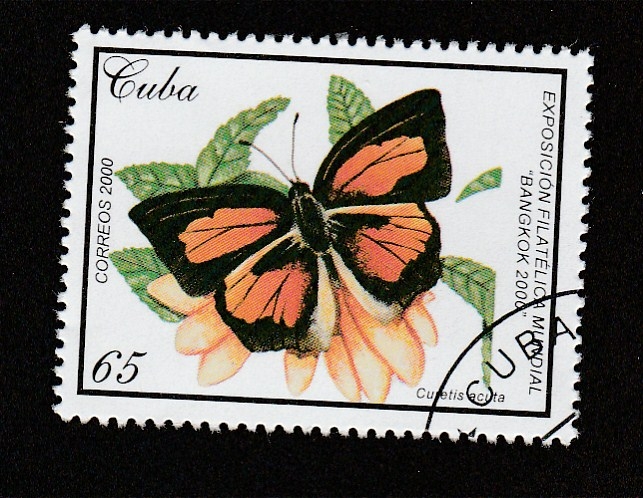 Curetis acuta