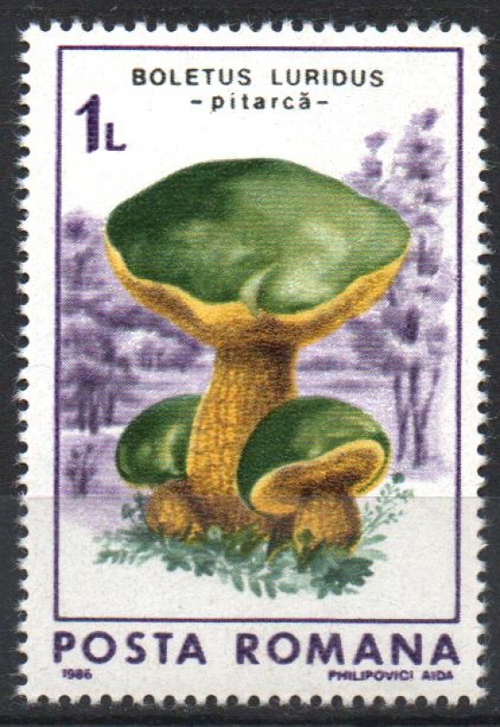 HONGOS.  BOLETUS  LURIDUS.