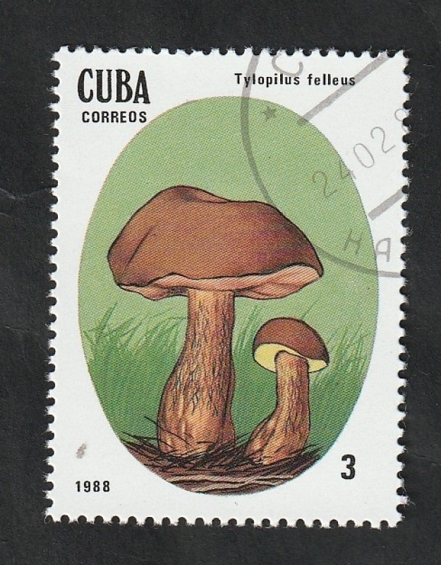 2825 - Champiñón venenoso, Tylopilus felleus