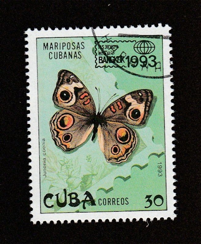 Junonia coenia