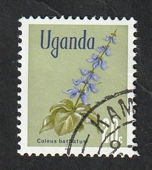 85 - Flor, coleus barbatus
