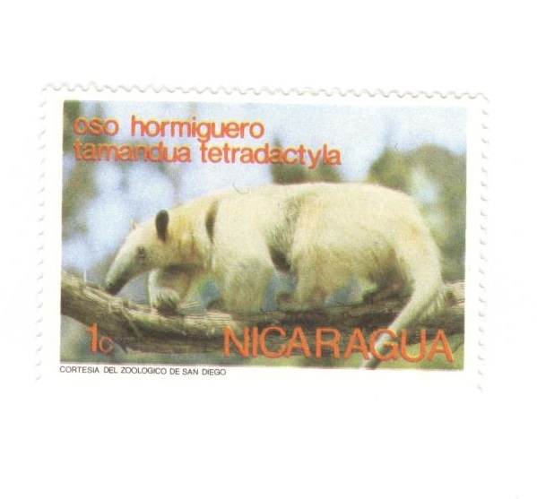 Oso hormiguero