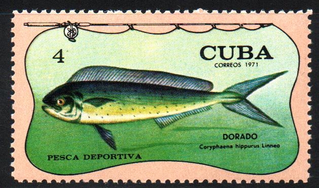 PESCA  DEPORTIVA.  CORYPHAENA  HIPPURUS