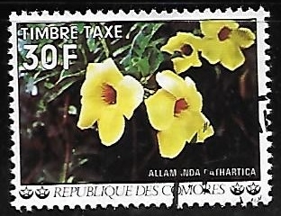 Flores - Alamanda cathartica