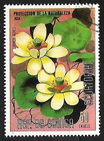 Proteccion de la naturaleza - Nelumbo nucifera