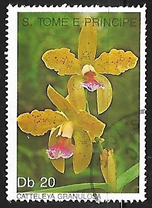 Flores - Orquideas