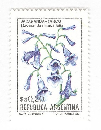 Jacaranda