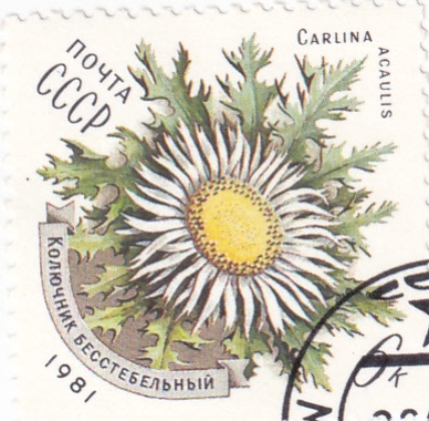 FLORES-CARLINA ACAULIS