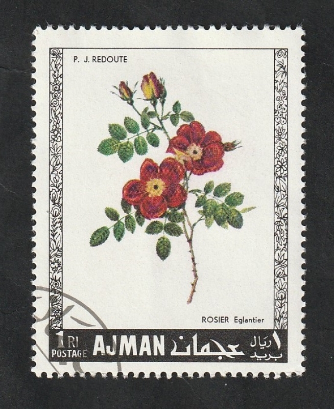 Ajman - 106 - Rosas