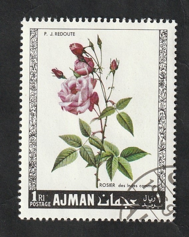 Ajman - 106 - Rosas