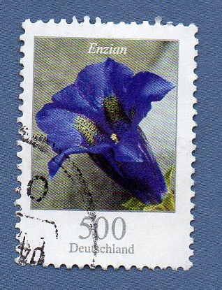 2701 - Gentiana clusii