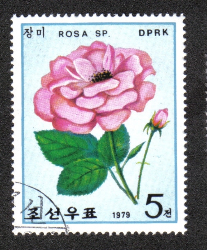 Rosas 1979