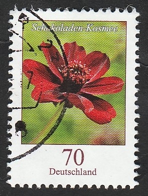 3002 - Flor schokoladen kosmee