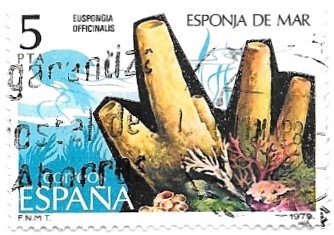 esponja de mar