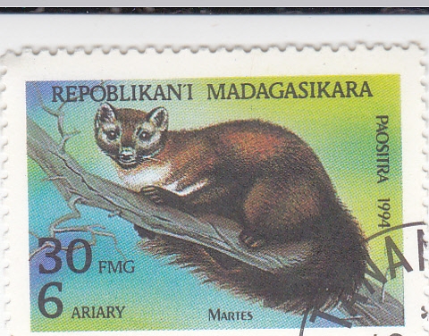 MARSUPIAL MARTA