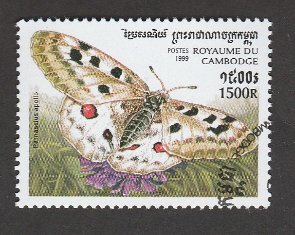 Parnassius apollo