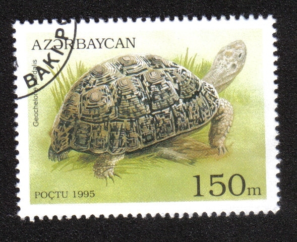 Tortugas y Tortugas