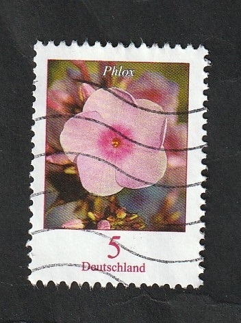 3084 - Flor Phlox