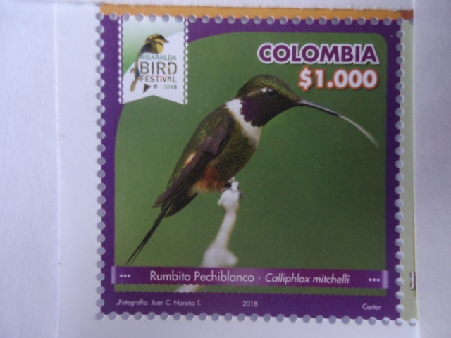 Rumbito Pechiblanco - Calliphlox Mitchelli - Risaralda Bird Festival 2018.