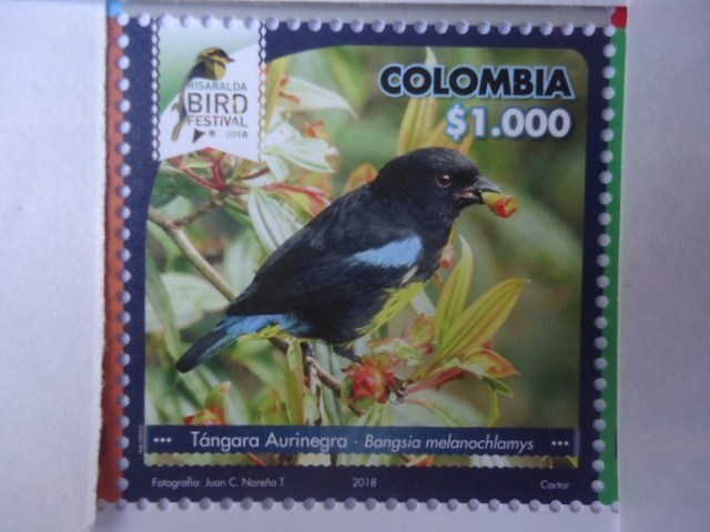 Tángara Aurinegra - Bangsia Melanochlamys - Risaralda Bird Festival 2018.