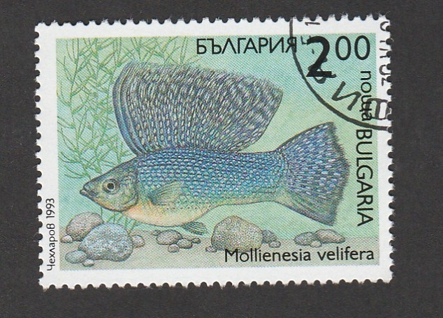 Mollienesia velifera