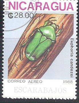 escarabajo RESERVADO