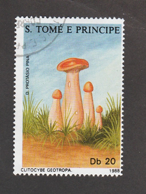 Cltocybe geotropa