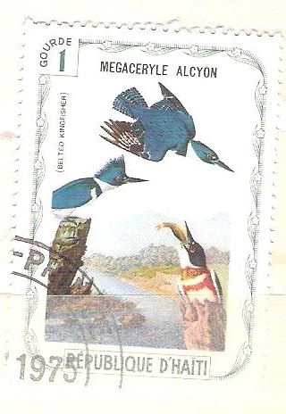 megaceryle alcyon