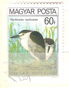 nycticorax nycticorax