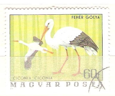 ciconia ciconia