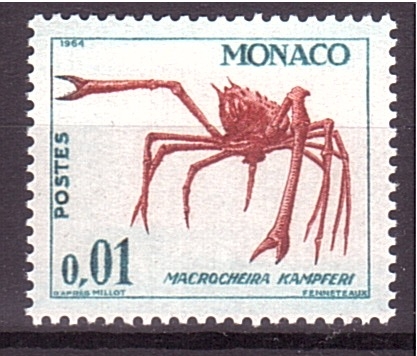 Macrocheira Kampferi