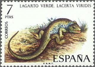 2195 - Fauna hispánica - Lagarto verde