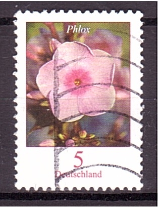 Phlox