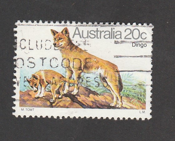 Dingo