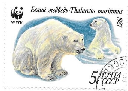 oso polar