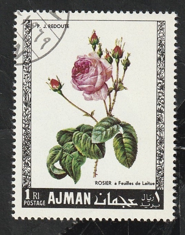 Ajman - 106 - Rosas