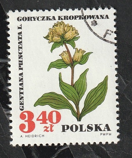 1627 - Flor, Gentiana Punctata L.