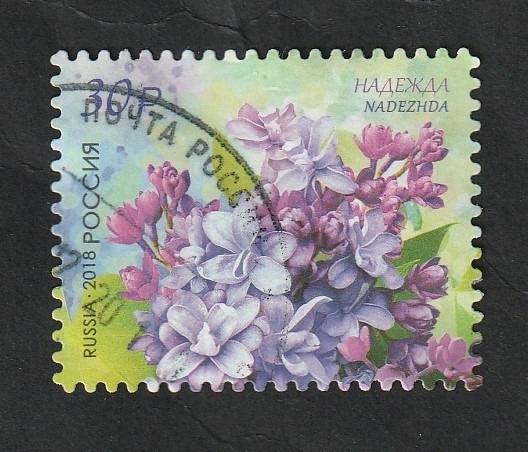 7913 - Flor de Rusia, Nadezhda, Syringa vulgaris