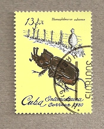 Entomofauna,Homophileurus cubanus