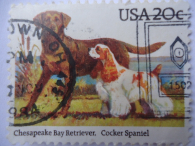 Chesapeake Bay Retriever- Cocker spaniel (Canis Lupus famili) -Seria:Dogs