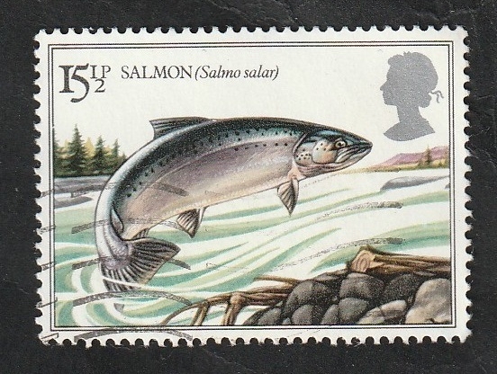 1067 - Salmón, salmo salar