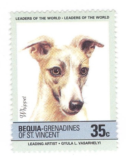 Raza de perro. Whippet