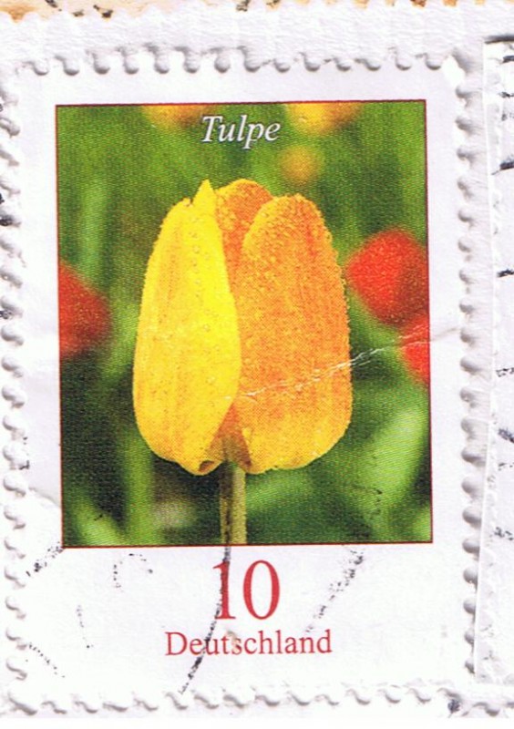 Tulpe